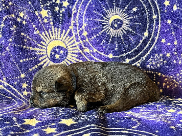 chinook puppy